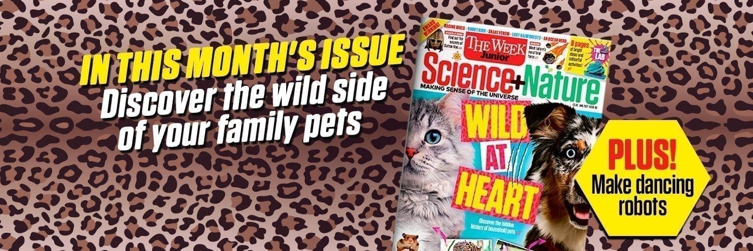 Cheetah print background with magazine & words "in this month's issue discover the wild side of your family pets"